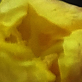 黄色い花の写真